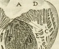 An illustration from Philosophia vetus et nova : ad usum scholae accommodata, in Regia Burgundia olim pertractata (1684)