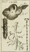 An illustration from Philosophia vetus et nova : ad usum scholae accommodata, in Regia Burgundia olim pertractata (1684)