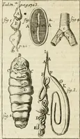 An illustration from Philosophia vetus et nova : ad usum scholae accommodata, in Regia Burgundia olim pertractata (1684)