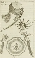 An illustration from Philosophia vetus et nova : ad usum scholae accommodata, in Regia Burgundia olim pertractata (1684)