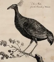 An illustration from Philosophical transactions of the Royal Society of London (1666)