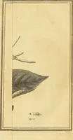An illustration from Philosophical transactions of the Royal Society of London (1666)
