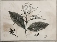 An illustration from Philosophical transactions of the Royal Society of London (1666)