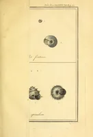 An illustration from Philosophical transactions of the Royal Society of London (1666)