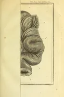Picture 12 of 27 from Philosophical transactions of the Royal Society of London (1666), leaf 353