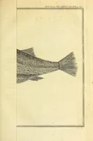 Picture 19 of 27 from Philosophical transactions of the Royal Society of London (1666), leaf 451
