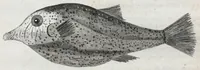 Picture 20 of 27 from Philosophical transactions of the Royal Society of London (1666), leaf 453