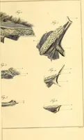 Picture 3 of 71 from Philosophical transactions of the Royal Society of London (1666), leaf 124