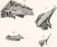 Picture 4 of 71 from Philosophical transactions of the Royal Society of London (1666), leaf 126