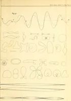 Picture 12 of 71 from Philosophical transactions of the Royal Society of London (1666), leaf 186