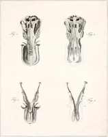 An illustration from Philosophical transactions of the Royal Society of London (1666)