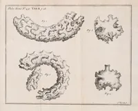 An illustration from Philosophical transactions of the Royal Society of London (1665)