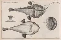 An illustration from Philosophical transactions of the Royal Society of London (1665)