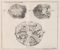 Picture 5 of 19 from Philosophical transactions of the Royal Society of London (1665), leaf 113