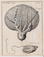 An illustration from Philosophical transactions of the Royal Society of London (1665)