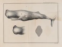 An illustration from Philosophical transactions of the Royal Society of London (1665)