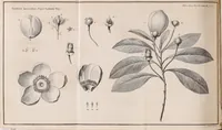An illustration from Philosophical transactions of the Royal Society of London (1665)