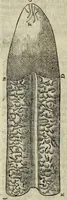 An illustration from Philosophical transactions of the Royal Society of London (1676)