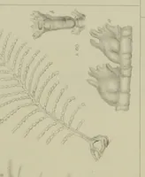 An illustration from Philosophical transactions (1665)