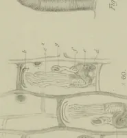 An illustration from Philosophical transactions (1665)