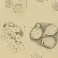 An illustration from Philosophical transactions (1665)