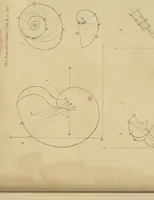 An illustration from Philosophical transactions (1665)