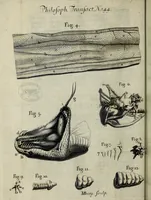 An illustration from Philosophical transactions of the Royal Society of London (1683)