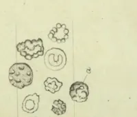 Picture 2 of 2 from Philosophical transactions (1665), leaf 346