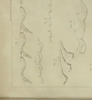 An illustration from Philosophical transactions (1665)
