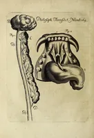 An illustration from Philosophical transactions of the Royal Society of London (1684)