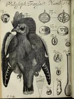 Picture 2 of 5 from Philosophical transactions of the Royal Society of London (1685), leaf 348