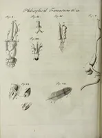 An illustration from Philosophical transactions of the Royal Society of London (1694)