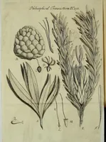 Picture 6 of 8 from Philosophical transactions of the Royal Society of London (1695), leaf 216