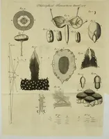 An illustration from Philosophical transactions of the Royal Society of London (1695)