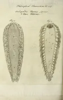 Picture 9 of 20 from Philosophical transactions of the Royal Society of London (1695), leaf 434