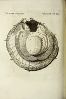 An illustration from Philosophical transactions of the Royal Society of London (1695)