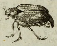 Picture 19 of 20 from Philosophical transactions of the Royal Society of London (1695), leaf 796