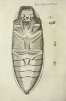Picture 7 of 9 from Philosophical transactions of the Royal Society of London (1699), leaf 378