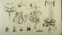 An illustration from Philosophical transactions of the Royal Society of London (1700)