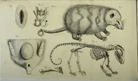 An illustration from Philosophical transactions of the Royal Society of London (1700)