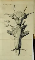 An illustration from Philosophical transactions of the Royal Society of London (1700)