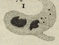 Picture 3 of 11 from Philosophical transactions of the Royal Society of London (1672), leaf 252