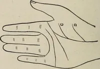 An illustration from Philosophic chiromancy. Mysteries of the hand revealed and explained: the art of determining, from an inspection of the hands, the person's temperature, appetites, passions, impulses, aspirations, mental endowments, character and tendencies (1879)