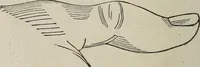 An illustration from Philosophic chiromancy. Mysteries of the hand revealed and explained: the art of determining, from an inspection of the hands, the person's temperature, appetites, passions, impulses, aspirations, mental endowments, character and tendencies (1879)
