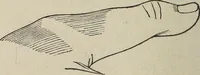 An illustration from Philosophic chiromancy. Mysteries of the hand revealed and explained: the art of determining, from an inspection of the hands, the person's temperature, appetites, passions, impulses, aspirations, mental endowments, character and tendencies (1879)