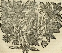 An illustration from Meteorologia philosophico-politica : in duodecim dissertationes per quaestiones meteorologicas & conclusiones politicas divisa, appositisque symbolis illustrata ... (1698)