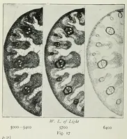 Picture 7 of 17 from The photography of coloured objects (1909), leaf 48