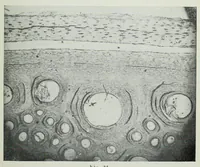 An illustration from The photography of coloured objects (1909)