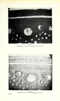 Picture 7 of 14 from The photography of coloured objects (1909), leaf 55