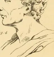 An illustration from Phrenology in connection with the study of physiognomy : to which is prefixed a biography of the author by Nahum Capen (1836)